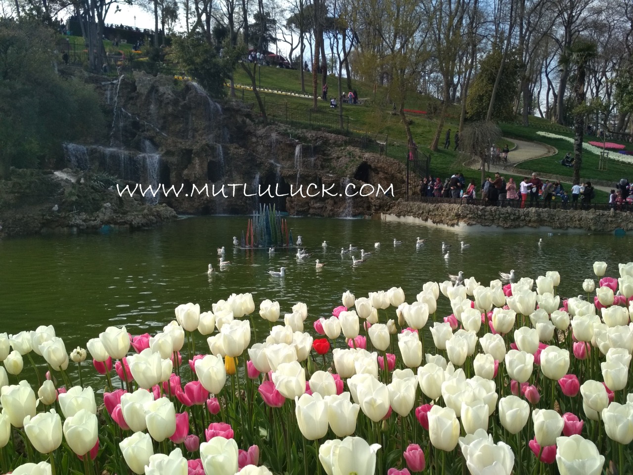 Menuruni Taman Emirgan, terdapat danau kecil lengkap dengan angsa, burung dan bunga tulip